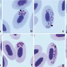 Attēlu rezultāti vaicājumam “Enteridium variabile plasmodium”