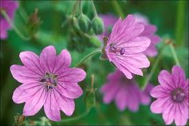 Attēlu rezultāti vaicājumam “Geranium pyrenaicum leaf”