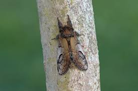 Attēlu rezultāti vaicājumam “Notodonta ziczac”