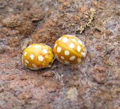 Attēlu rezultāti vaicājumam “Halyzia sedecimguttata”