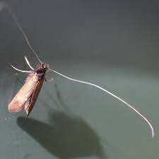 Attēlu rezultāti vaicājumam “Adela cuprella”