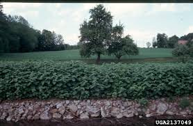 Attēlu rezultāti vaicājumam “Reynoutria sachalinensis”