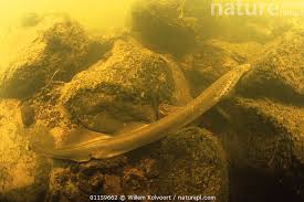 Image result for Lampetra fluviatilis