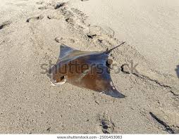 Image result for Rhinoptera brasiliensis