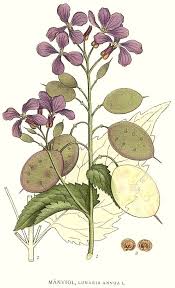 Image result for Lunaria annua