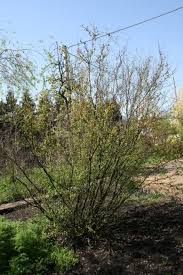 Attēlu rezultāti vaicājumam “Betula humilis”