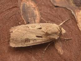 Attēlu rezultāti vaicājumam “Agrotis exclamationis”