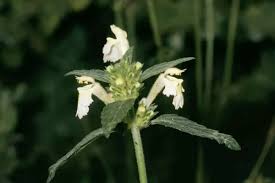 Image result for Galeopsis segetum