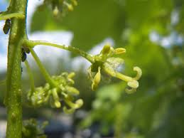 Attēlu rezultāti vaicājumam “Acer pseudoplatanus flower”
