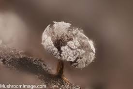 Attēlu rezultāti vaicājumam “Physarum cinereum sessile”