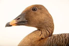 Attēlu rezultāti vaicājumam “Anser serrirostris”