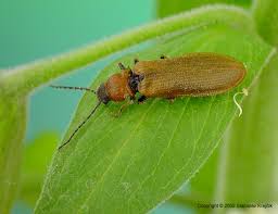 Attēlu rezultāti vaicājumam “Denticollis linearis”