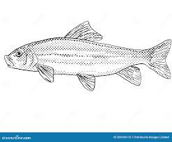 Image result for Moxostoma erythrurum