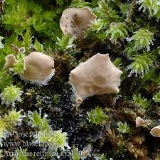 Attēlu rezultāti vaicājumam “Arrhenia retiruga”