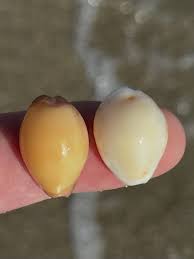 Image result for Sinistrofulgur perversum