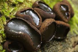 Attēlu rezultāti vaicājumam “Bulgaria inquinans”