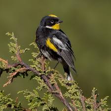 Attēlu rezultāti vaicājumam “Lophophanes cristatus adult”