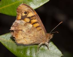 Attēlu rezultāti vaicājumam “Pararge aegeria”