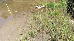 Attēlu rezultāti vaicājumam “Glyceria fluitans”