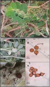 Attēlu rezultāti vaicājumam “Ochropsora ariae”
