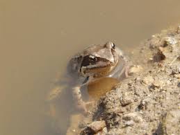 Attēlu rezultāti vaicājumam “Rana temporaria adult”