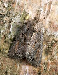 Attēlu rezultāti vaicājumam “Lacanobia suasa”