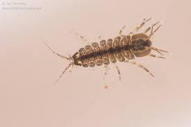 Attēlu rezultāti vaicājumam “Asellus aquaticus”