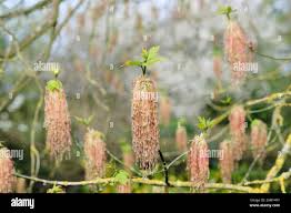 Attēlu rezultāti vaicājumam “Acer negundo male flower”