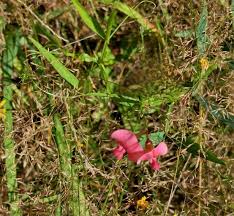Attēlu rezultāti vaicājumam “Lathyrus sylvestris leaf”