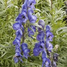 Attēlu rezultāti vaicājumam “Aconitum napellus bud”
