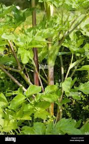 Attēlu rezultāti vaicājumam “Angelica archangelica leaf”