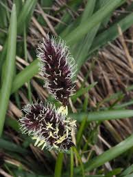 Attēlu rezultāti vaicājumam “Sesleria caerulea flower”
