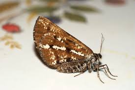 Attēlu rezultāti vaicājumam “Bupalus piniaria male”