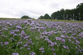 Image result for Phacelia