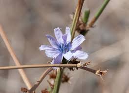 Attēlu rezultāti vaicājumam “Cichorium intybus”