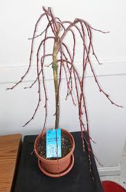 Attēlu rezultāti vaicājumam “Salix caprea”