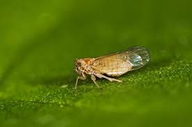 Attēlu rezultāti vaicājumam “Javesella pellucida female”