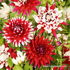 Image result for Dahlia `Red Skin`