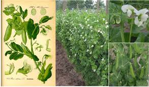 Attēlu rezultāti vaicājumam “Pisum sativum”