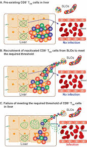 Attēlu rezultāti vaicājumam “Enteridium olivaceum plasmodium”