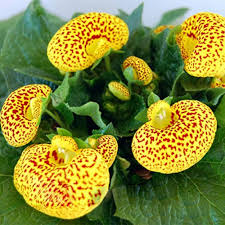 Image result for Calceolaria integrifolia