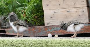 Image result for Maxwelltown Bowling Club