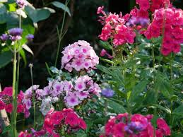 Image result for Phlox (großblumig)