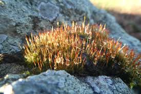 Attēlu rezultāti vaicājumam “Ceratodon purpureus sporophyte”