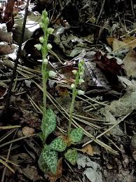 Attēlu rezultāti vaicājumam “Goodyera repens leaf”