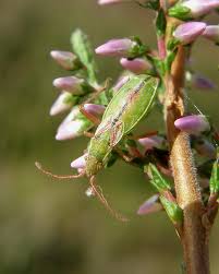 Attēlu rezultāti vaicājumam “Myrmus miriformis”