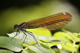 Attēlu rezultāti vaicājumam “Calopteryx virgo female”