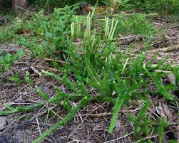 Attēlu rezultāti vaicājumam “Lycopodium dubium”
