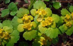 Attēlu rezultāti vaicājumam “Chrysosplenium alternifolium leaf”