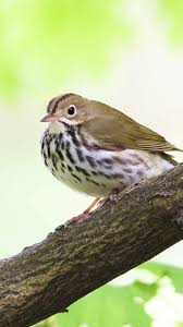 Image result for Seiurus aurocapilla